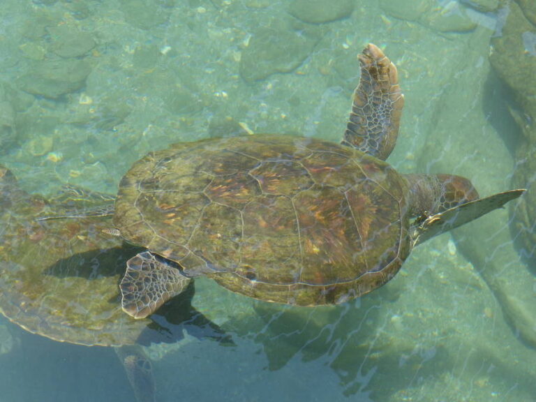 acuarioymuseodelmar025